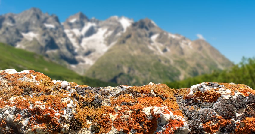 Why Are Lichens a Good Pioneer Species After a Volcanic Eruption?