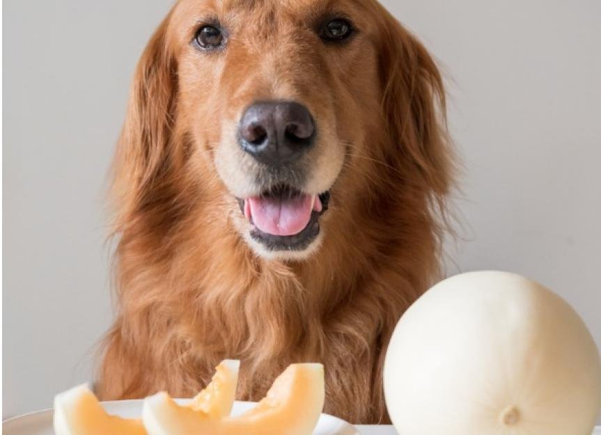 Can Dogs Have Cantaloupe? Unveiling the Juicy Truth