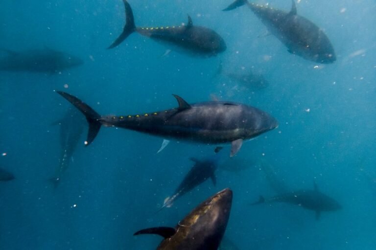 Scientists warn irreversible effects as world’s ocean reach most acidic level in 26000 years Scientists warn irreversible effects as world’s ocean reach most acidic level in 26,000 years